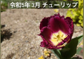 花壇4